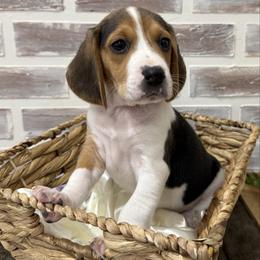 Ivy - Black white and tan female Beagle puppy in West Plains, Missouri from Suncreek Puppies