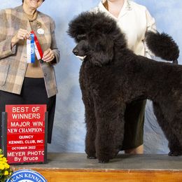 Poodles from Evening Stars Poodles