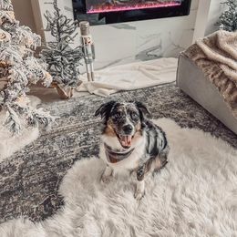 Aussiedoodle and Australian Shepherd All Grown Up from Lazy S Aussies