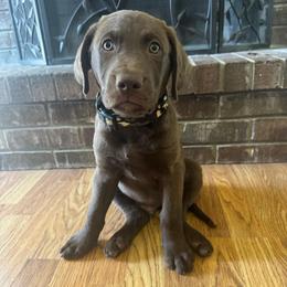 Camouflage Boy (Formerly White Boy) - Dark brown male Chesapeake Bay Retriever puppy in Dallas, Texas from Cedar Ridge Chessies