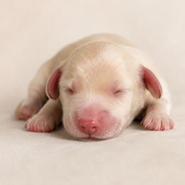 Glacier - Cream male Dachshund puppy in Riverton, Wyoming from Wild Rose Ridge Doxies