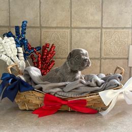 Stevie Nicks - Blue female French Bulldog puppy in Lenora, Kansas from North Fork Frenchies