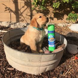 Australian Shepherd and Golden Retriever Puppies from Sterling Valleys Goldens and Aussies
