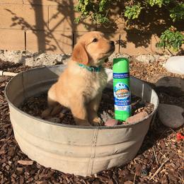 Australian Shepherd and Golden Retriever Puppies from Sterling Valleys Goldens and Aussies