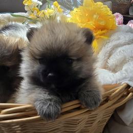 Pomsky Puppies from Amazing High Desert Pomskys