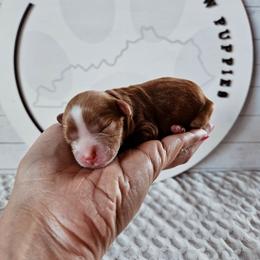 Ginger - Red female Cavapoo puppy in London, Kentucky from Blue Meadow Puppies