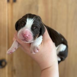 Johnny Cash - Liver white and tan male English Springer Spaniel puppy in Greenfield Center, New York from Ridgeview Springers & Dachshunds