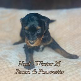 Noel - Phantom female Bernedoodle puppy in Alabama from Peach & Pawmetto Doodles