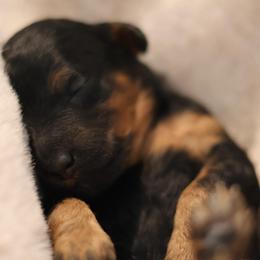 Luca - Phantom male Goldendoodle puppy in Forney, Texas from Diamond Doodle Pups and Poodles