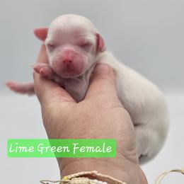 Lime Green Female - Red and white female Cockapoo puppy in Mocksville, North Carolina from Hunting Creek Farm & Kennel