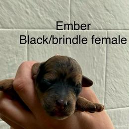 Ember - Sable female Bernedoodle puppy in Fallon, Nevada from Wild Roots Doodles