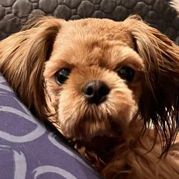 Ruby - Shih Tzu