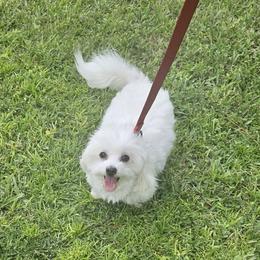 Luna - Maltipoo