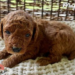 Poodle Puppies from Rouge Poodles