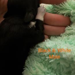Black and White Male - Black and white male Chinese Crested puppy in Salt Lake City, Utah from Naked & Famous