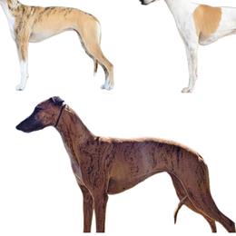 Silken Windhound puppies from Ashley