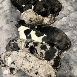 Newfypoo Puppies from Two Sisters Ranch, LLC