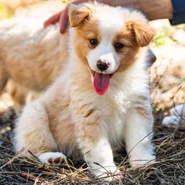 Sarah - Red & white female Miniature American Shepherd puppy in Tonopah, Arizona from King's Miniature American Shepherds