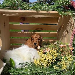 Chloe - Red female Labradoodle puppy in Clinton, Ohio from P&L Doodles