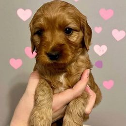 Happy - Goldendoodle puppy from MK Goldendoodles