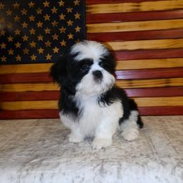 Oreo - Black and white male Shih Tzu puppy in Kings Mountain, North Carolina from Britany's Shih Tzus