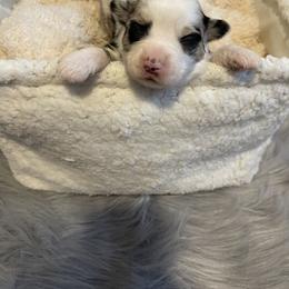 Toy Australian Shepherd Puppies from Loyal Litters Toy Australian Shepherds