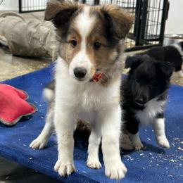 Orange - White and sable male Shetland Sheepdog puppy in Fontanelle, Iowa from Jensen Farms Shelties