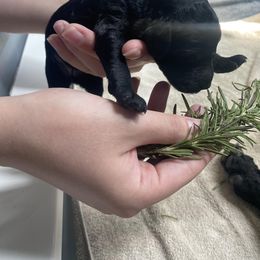 Poodle Puppies from Sweet Country Standards
