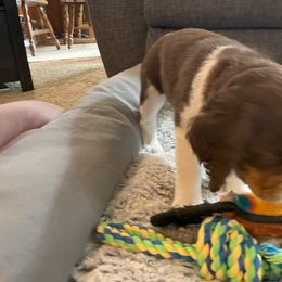 English Springer Spaniel Puppies from Timothy Naylor
