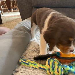 English Springer Spaniel Puppies from Timothy Naylor