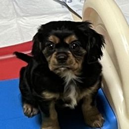 Cavalier King Charles Spaniels from STAR puppies