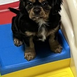 Cavalier King Charles Spaniels from STAR puppies