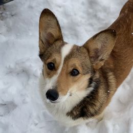 Gypsy - Pembroke Welsh Corgi