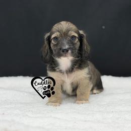 Nubs (Shaded cream) - Sable male Dachshund puppy in Nashville, Arkansas from Cuddles n Curls