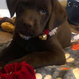 Labrador Retriever Puppies from Harvest Moon Farm