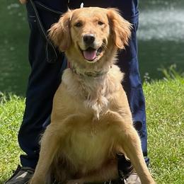 Golden Retrievers from Rise and Shine Goldens