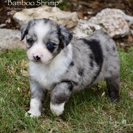 Bamboo Shrimp - Blue merle male Miniature Australian Shepherd puppy in Evant, Texas from Lazy VT Bar Ranch