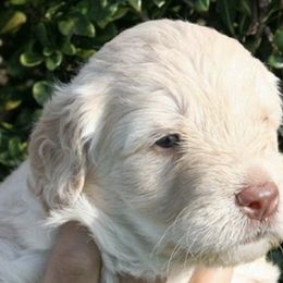 Australian Labradoodle Puppies from Leslie Kalwara