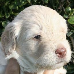 Australian Labradoodle Puppies from Leslie Kalwara