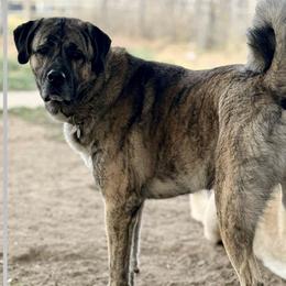 Anatolian Shepherd Dog All Grown Up from Fyne Acres