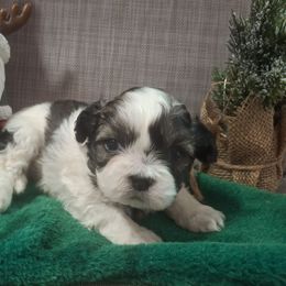 Boy 1 - Black and white male Shih Tzu puppy in Montrose, Colorado from Gnomies Furry Friends