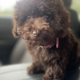 Poodles, Yorkipoos, and Yorkshire Terriers from Top Notch Pupz
