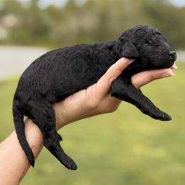 Natasha (Black Widow) - Black female Poodle puppy in Spring Hill, Florida from Lecanto Puppy