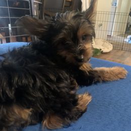 Yorkshire Terrier Puppies from Cutest AKC AZ Yorkies