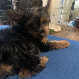 Yorkshire Terrier Puppies from Cutest AKC AZ Yorkies