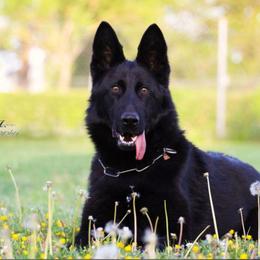 Query - German Shepherd