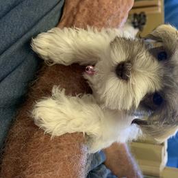 Miniature Schnauzer Puppies from Circle R Ranch