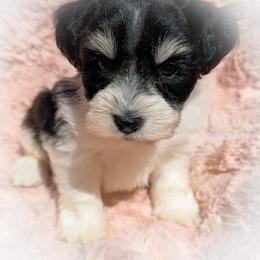 Miniature Schnauzer Puppies from Enchanted Paws