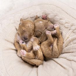 Cockapoo and Goldendoodle Puppies from Vino and Vespa Doodles