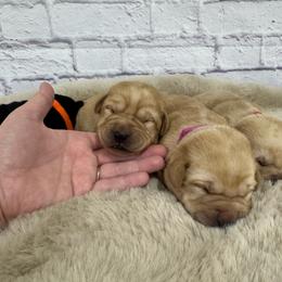 Third Pick Male - Yellow male Labrador Retriever puppy in Edgewood, New Mexico from Pageant Paws LLC